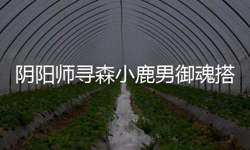 师寻森小搭配鹿男阴阳御魂